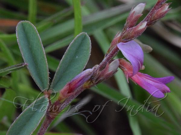 Two-Joint Desmodium